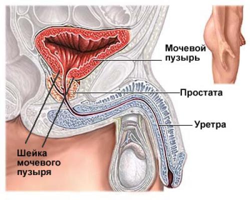 shop композитор янис иванов жизнь и