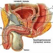 Анатомия половых органов и мочеполовой системы мужчины и женщины | Мужское Здоровье